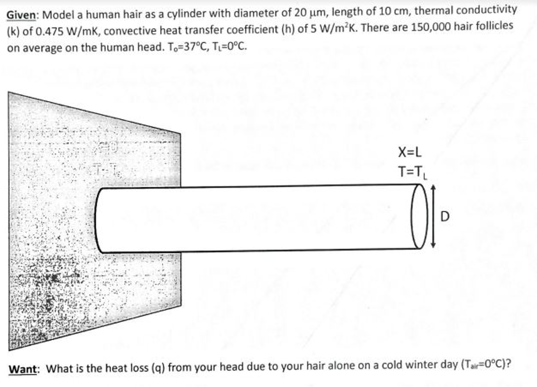 Human 2024 hair diameter