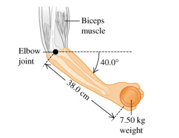 Solved A 74.0 kg weight lifter is doing arm raises using a | Chegg.com