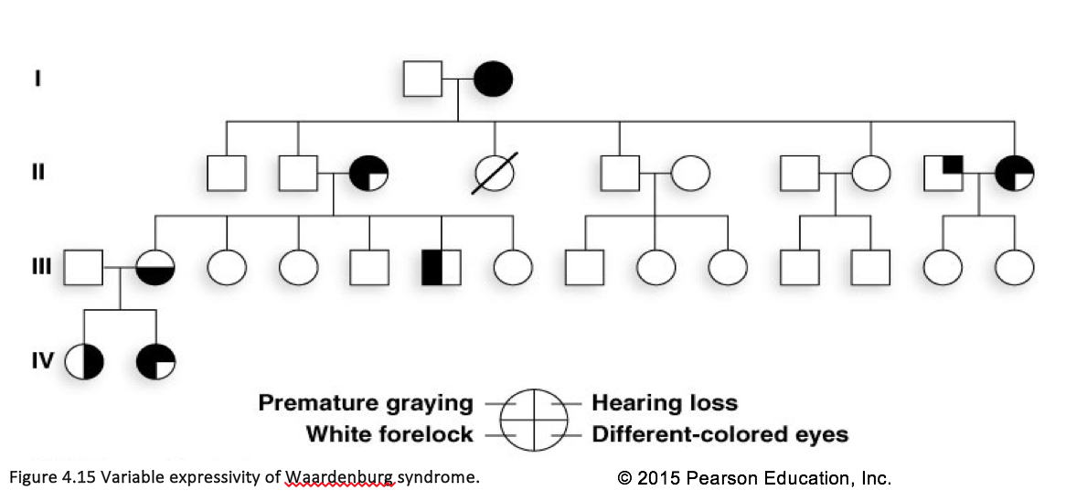 Waardenburg Syndrome Pedigree