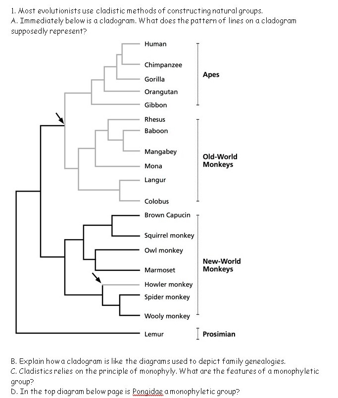 Solved 1. Most Evolutionists Use Cladistic Methods Of 