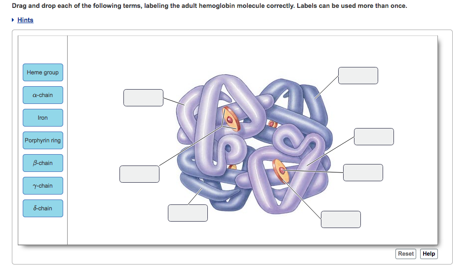 Solved Drag and drop each of the following terms, labeling