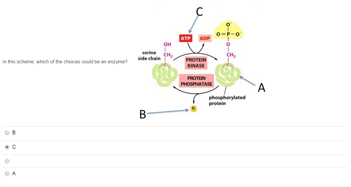 Solved Glycolysis Is One Of The Steps Within Cellular Chegg Com