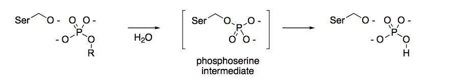 Solved 1. Alkaline phosphatase has a key serine residue in | Chegg.com