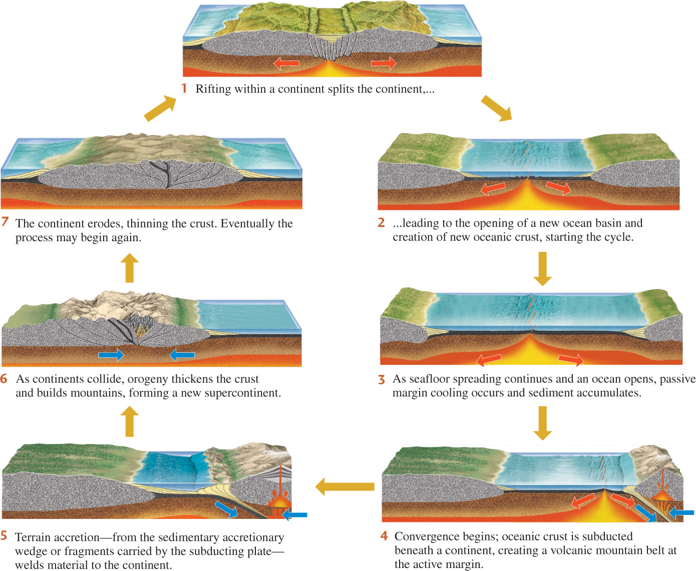 Solved 1. What do the red and blue arrows indicate? | Chegg.com