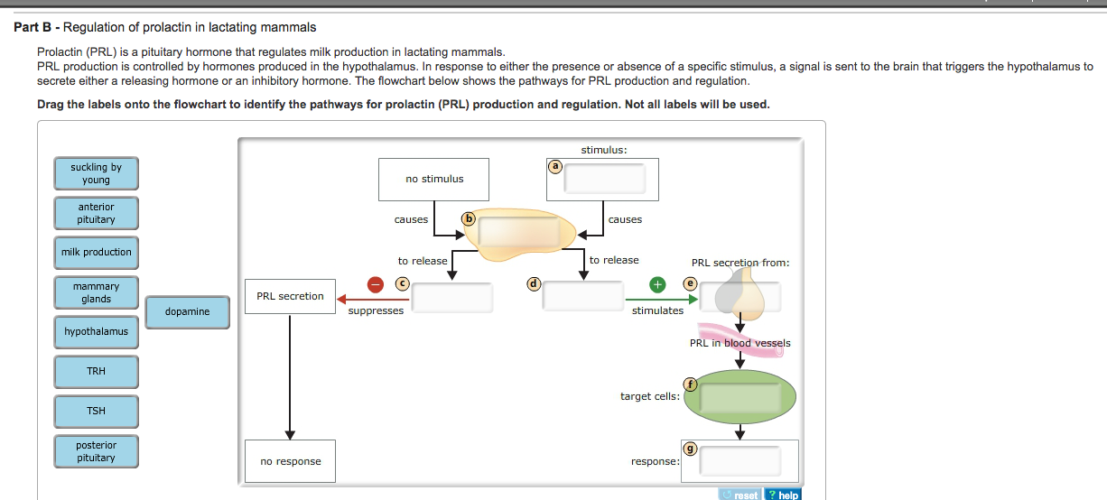 Solved Part B - Regulation Of Prolactin In Lactating Mammals | Chegg.com