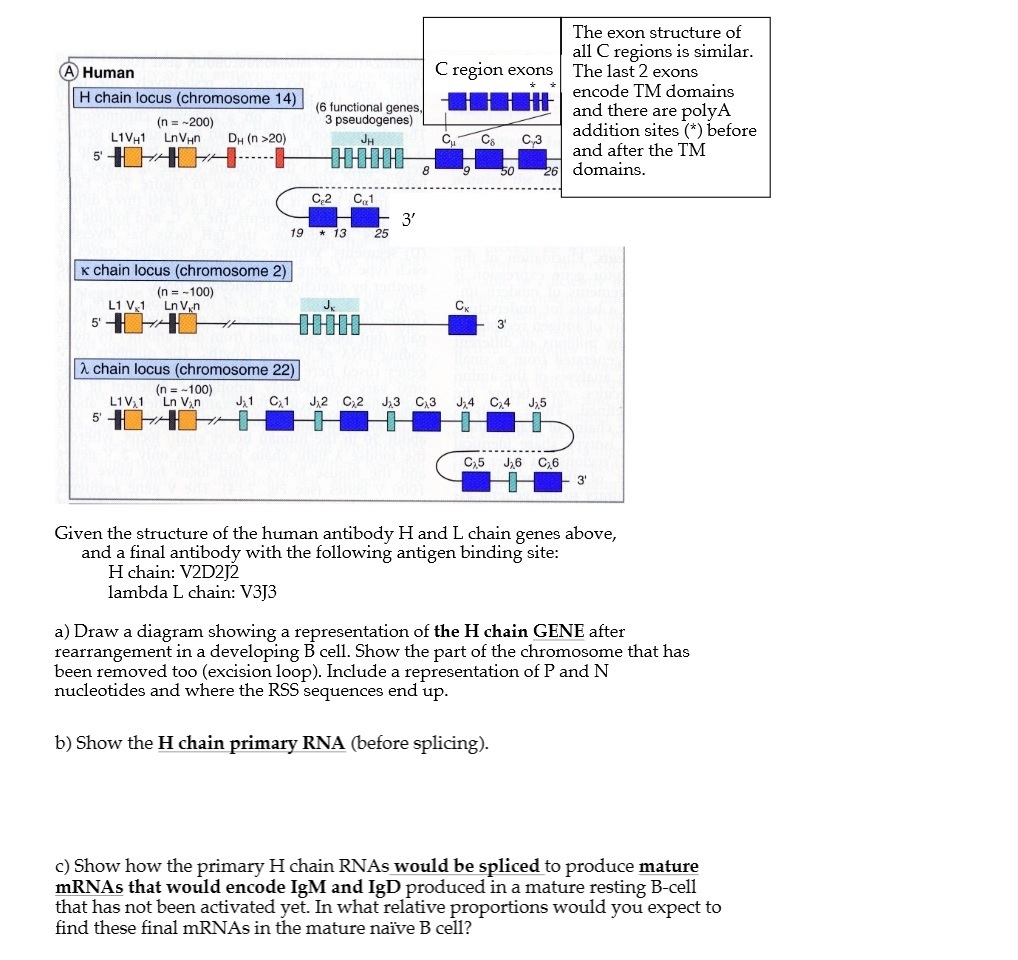 VDJ antibody combination