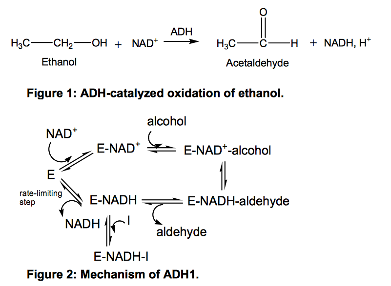 Solved Alcohol Dehydrogenase (ADH) Is The Enzyme That Is