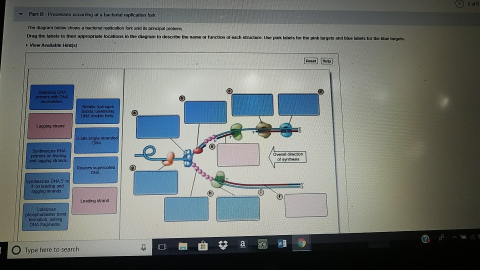 Solved Part B Processes Occurring At A Bacterial Replication | Chegg.com