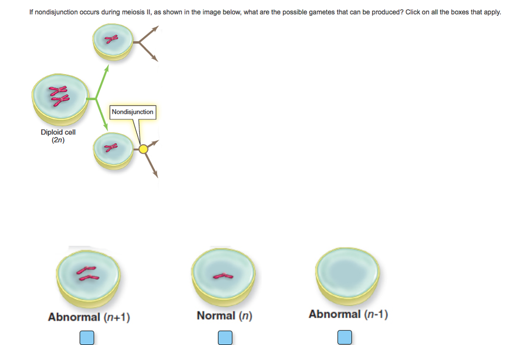 Solved If nondisjunction occurs during meiosis II, as shown