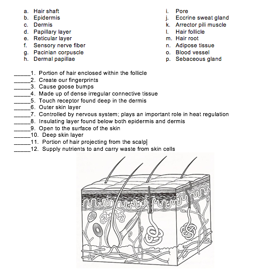 Solved Match the following skin structures with the correct | Chegg.com