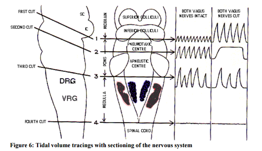 Solved: Cutting The Vagal Nerves Now Leaves The Apneustic | Chegg.com