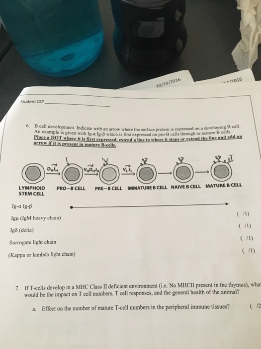 B Cell Development. Indicate With An Arrow Where The | Chegg.com