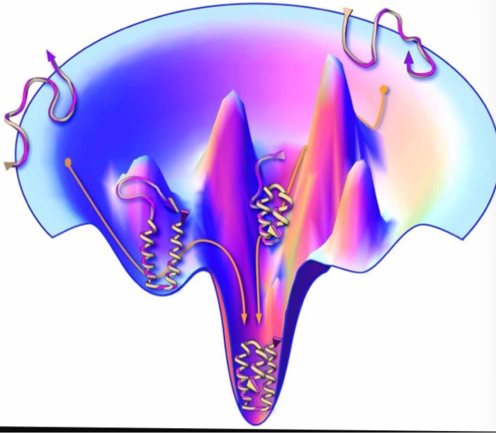 Solved Based on the protein folding funnel theory, what