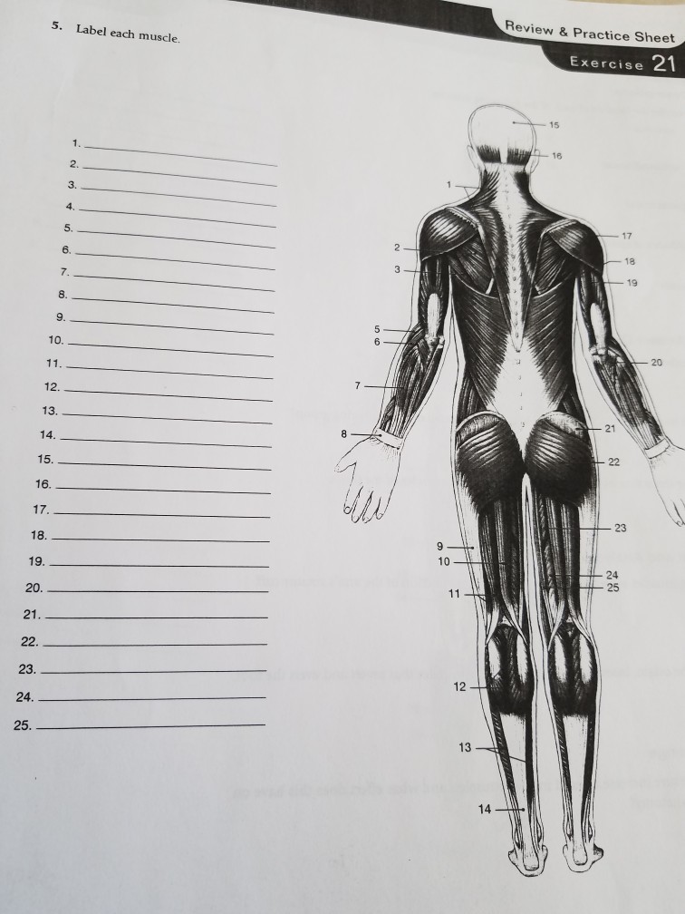 Solved Review & Practice Sheet 5. Label each muscle.