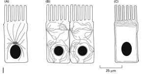 Solved 1.Identify the cytoskeletal structures in the | Chegg.com