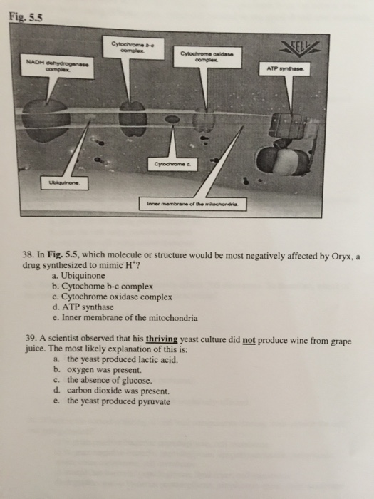 Solved 33. Most enzymes a. are generalists and typically