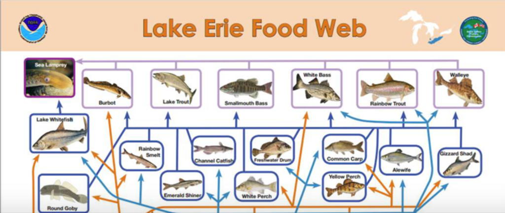 Solved Lake Erie Food Web Wihite Bass Burbot Lake Trout | Chegg.com