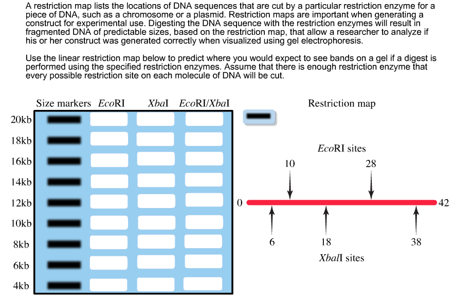 Solved A Restriction Map Lists The Locations Of DNA | Chegg.com