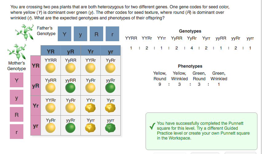 Solved You Are Crossing Two Pea Plants That Are Both