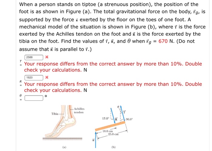 Solved When a person stands on tiptoe (a strenuous | Chegg.com