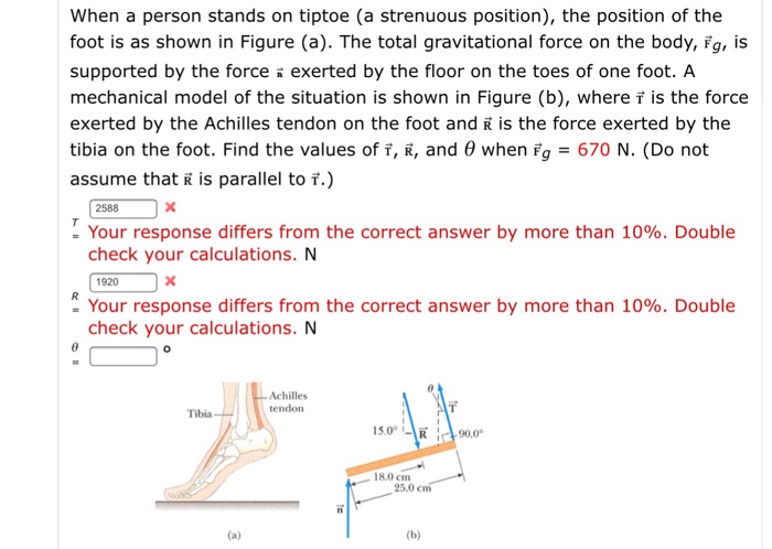 solved-when-a-person-stands-on-tiptoe-a-strenuous-chegg