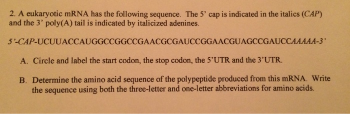 Solved 2. A eukaryotic mRNA has the following sequence. The | Chegg.com