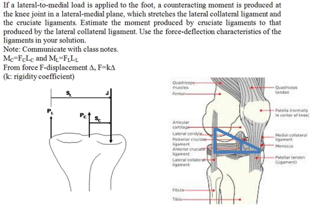 Solved If a lateral-to-medial load is applied to the foot, | Chegg.com