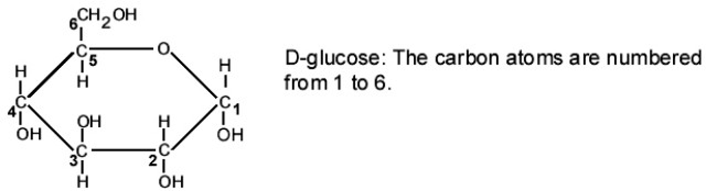 Solved Purified polysaccharides were submitted to the | Chegg.com