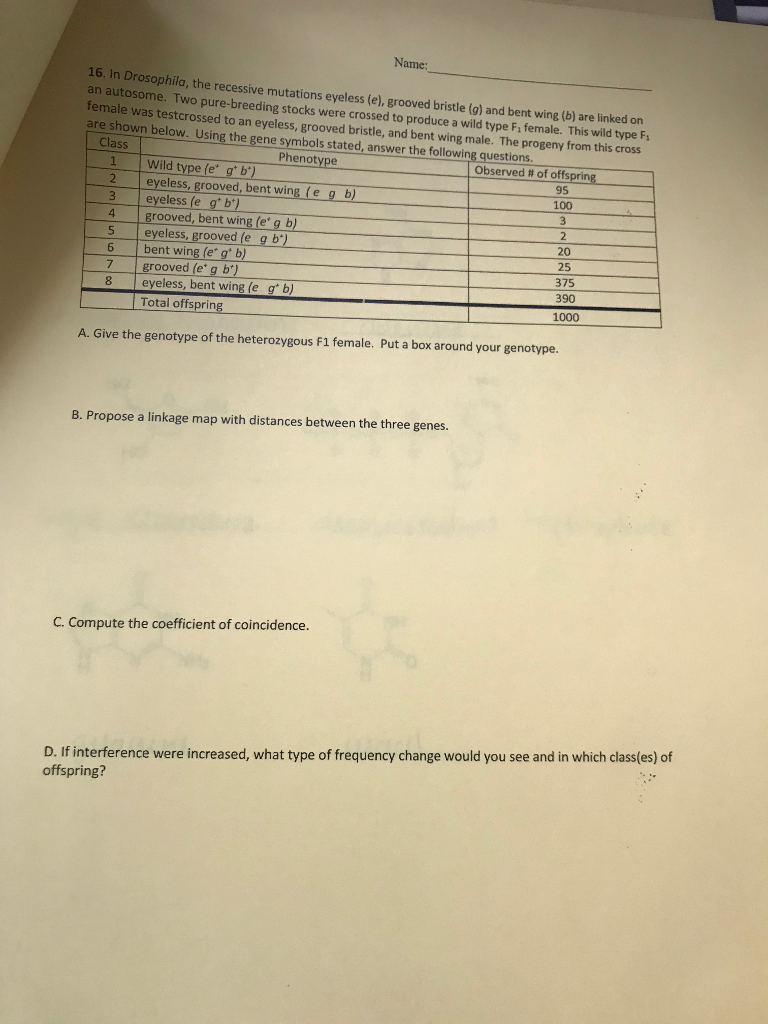 Solved Name: 16. In Drosophila, the recessive mutations | Chegg.com