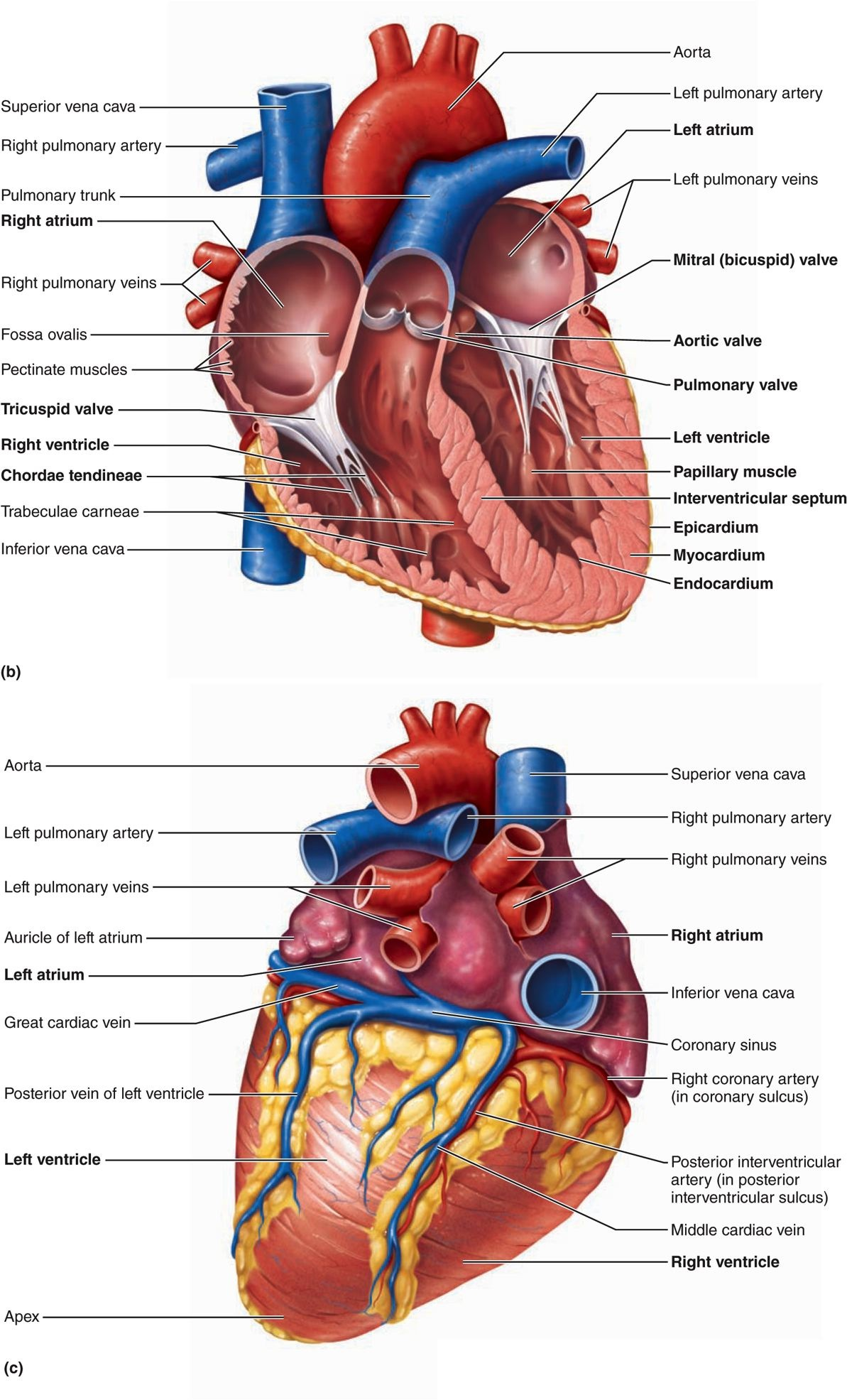 Solved View the anatomical models Figure 30.2 (a), (b), (c), | Chegg.com