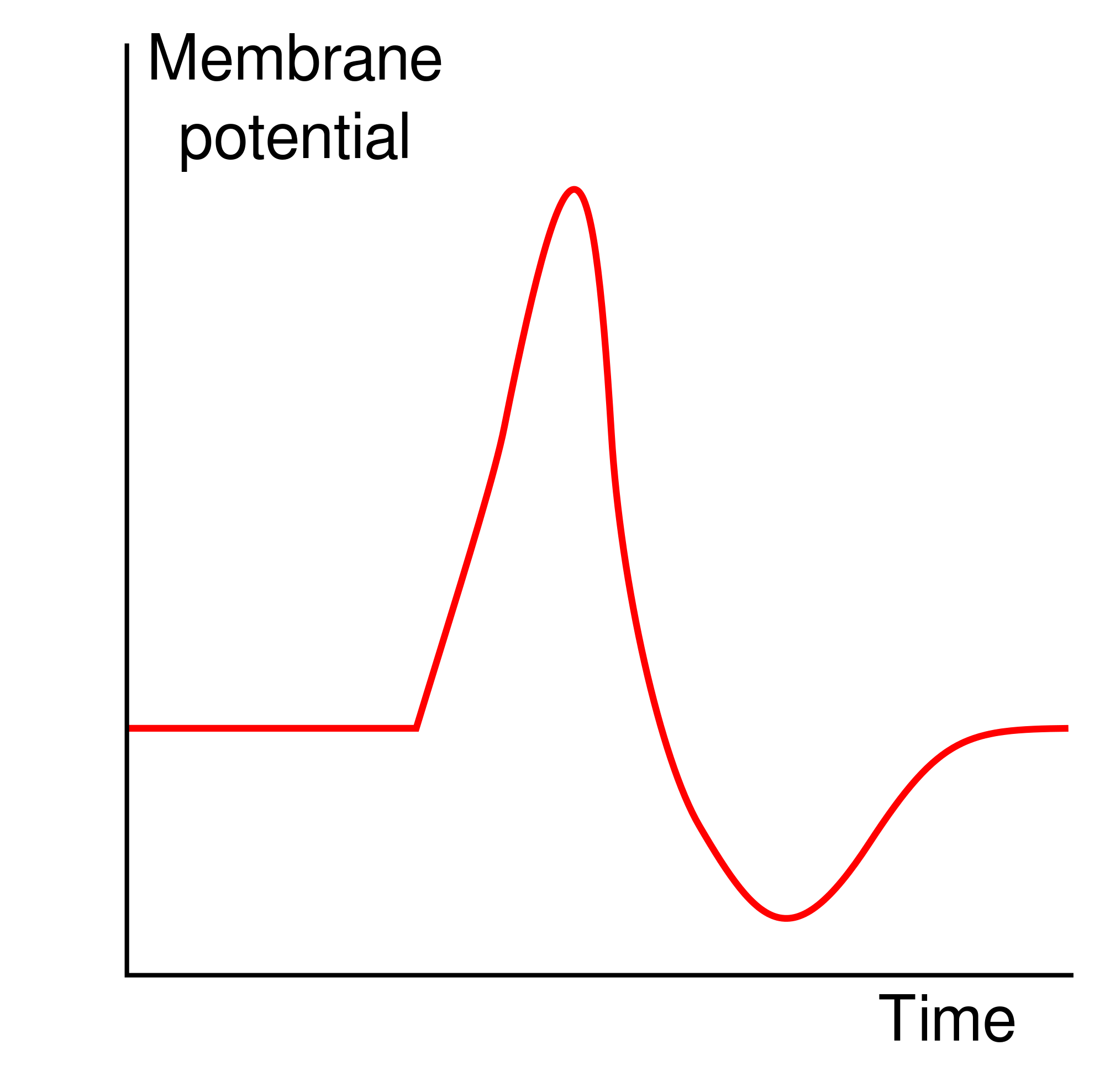 action potential graph