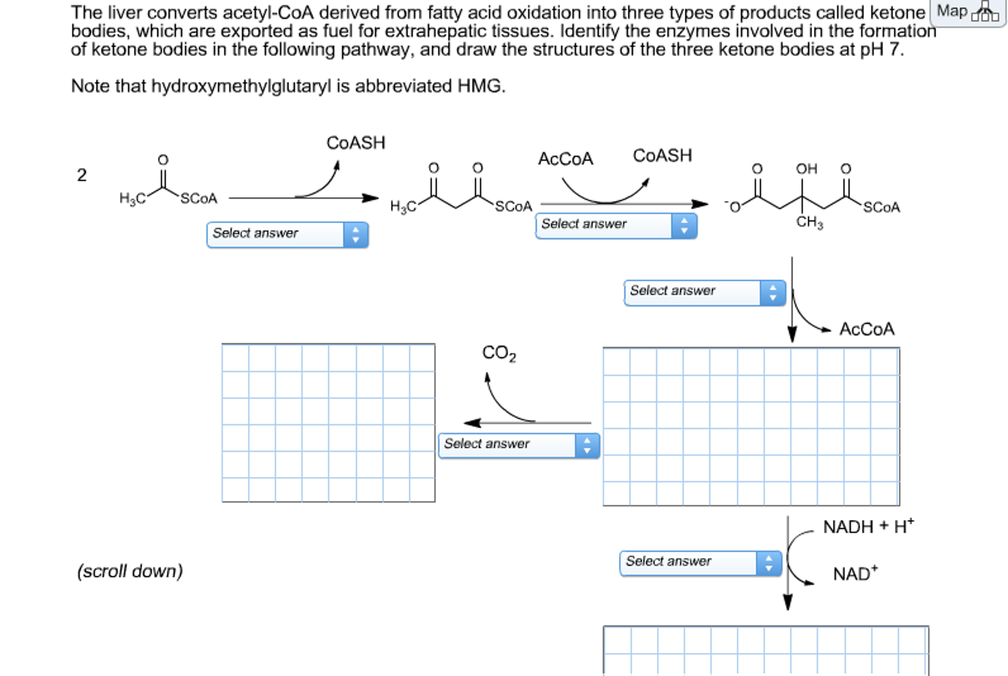 Solved The liver converts acetylCoA derived from fatty acid