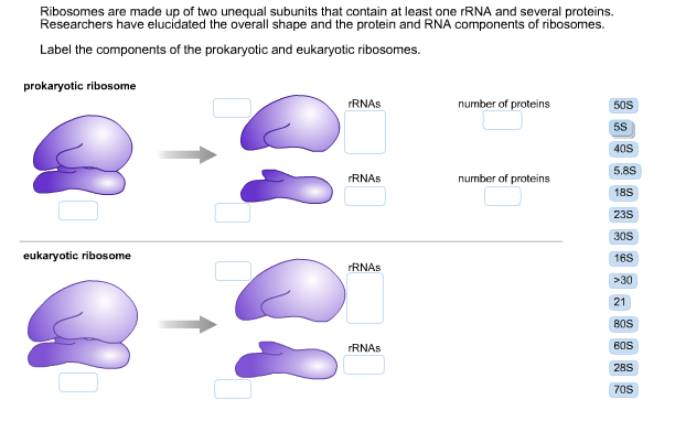 What Are Ribosomes Made Up Of