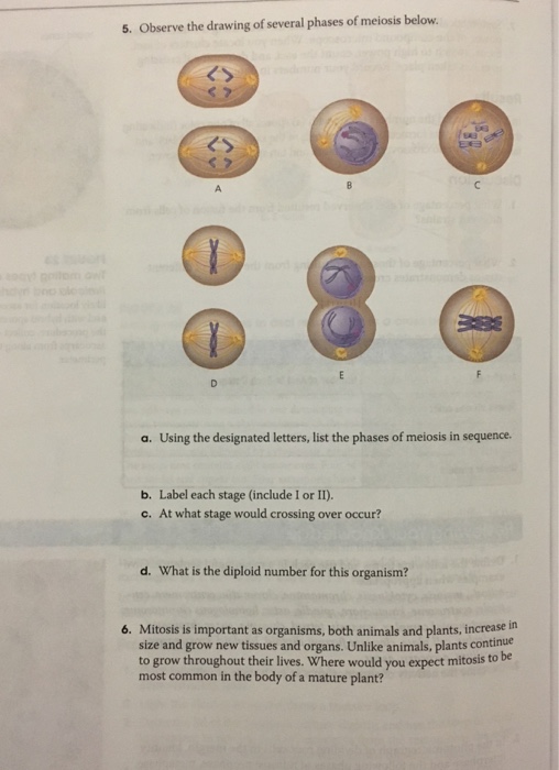 Solved Observe the drawing of several phases of meiosis | Chegg.com