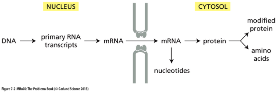 solved-explain-in-details-each-step-of-the-flow-of-genetic-chegg