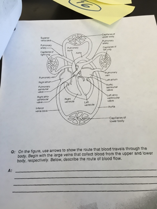 Solved On the figure, use arrows to show the route that