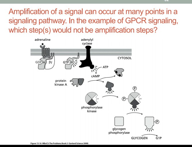 Solved Amplification of a signal can occur at many points in