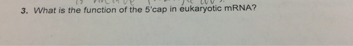 Solved What is the function of the 5'cap in eukaryotic mRNA? | Chegg.com