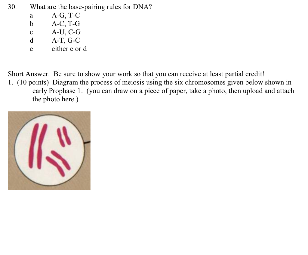 Base Pairing Rules For Dna