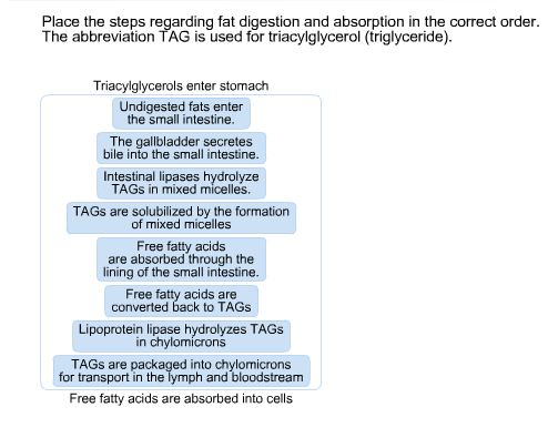 Solved Place the steps regarding fat digestion and | Chegg.com