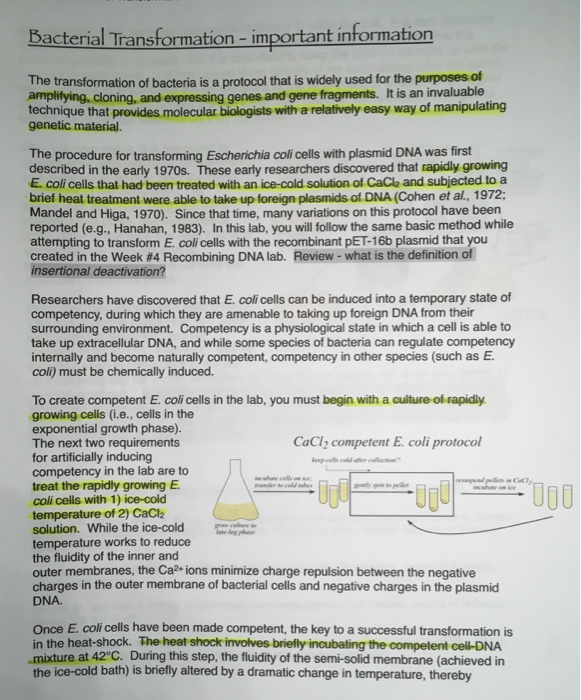 Solved The protocol for the bacterial transformation lab is