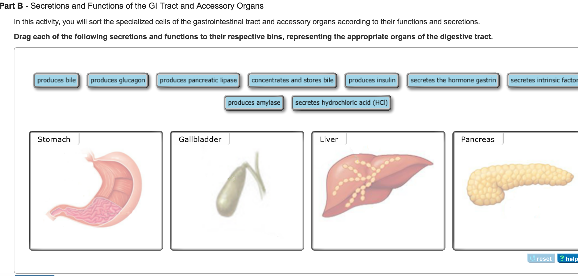 accessory organs of the digestive system and their functions