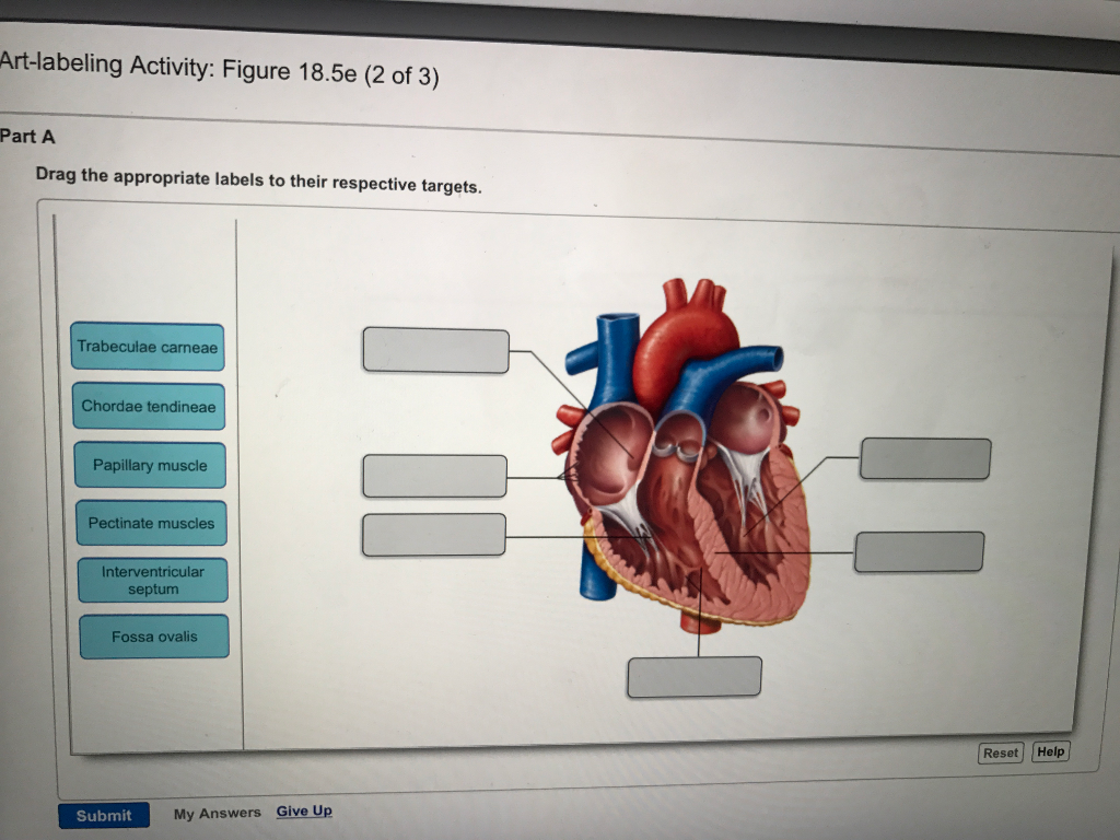 Anatomy And Physiology Archive | July 29, 2017 | Chegg.com