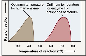 enzyme temp experiment