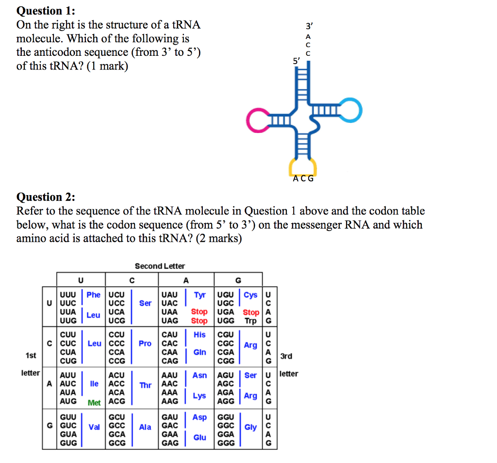 solved-question-1-on-the-right-is-the-structure-of-a-trna-chegg