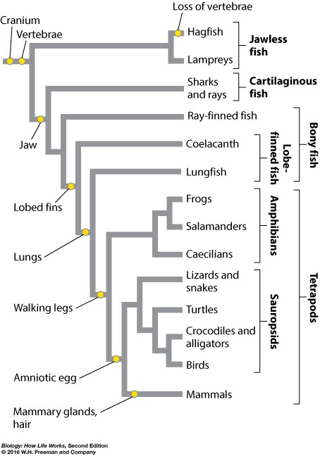 Solved Looking at the Figure below, which of the following | Chegg.com