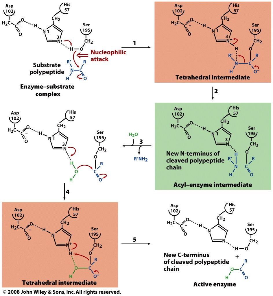 is-the-reaction-mechanism-of-the-ping-pong-or-chegg