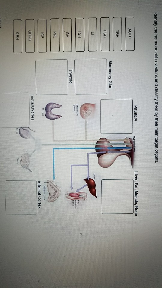 Solved Identify the hormone abbreviations and classify them | Chegg.com