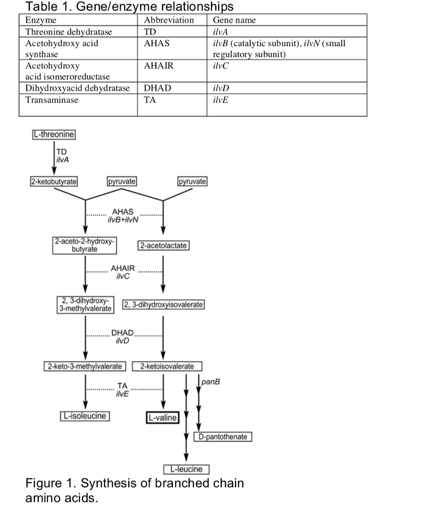 Solved For branched chain amino acid synthesis,
