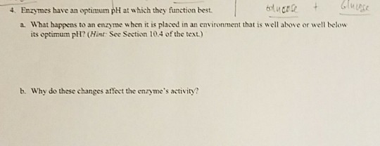 solved-what-happens-to-an-enzyme-when-it-is-placed-in-an-chegg